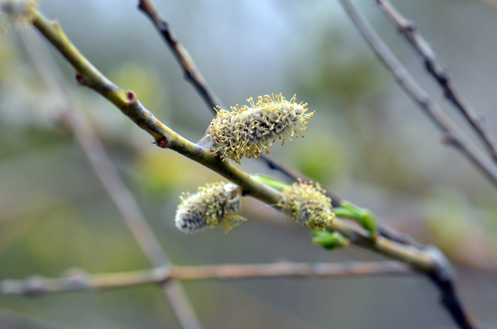Peachleaf Willow blooms from April of May through June. Flowers are yellowish-green, both male and female flowers in catkins. Male flowers shown here are in deeply flowered catkin. Salix amygdaloides